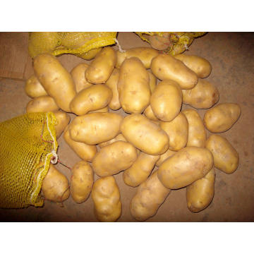 Qualidade superior para exportar batata fresca